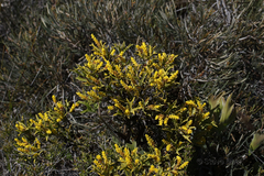 Synaphea spinulosa