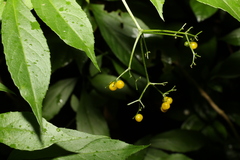 Sambucus australasica