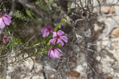 Tetratheca confertifolia