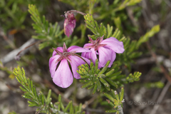 Tetratheca confertifolia