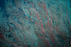 Melithaea ochracea