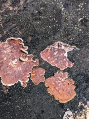 Chondrostereum purpureum