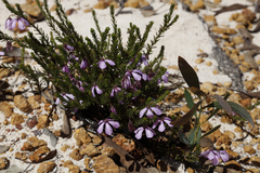 Tetratheca confertifolia