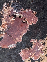 Chondrostereum purpureum