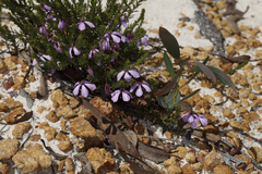 Tetratheca confertifolia