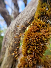 Macromitrium longipes