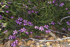 Tetratheca confertifolia
