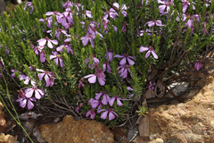 Tetratheca confertifolia