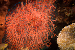 Melithaea ochracea