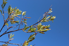 Acacia lysiphloia