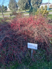 Cotoneaster cinnabarinus