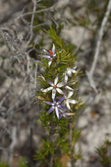 Calectasia
