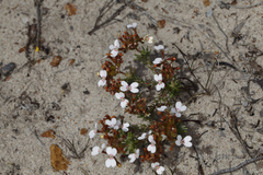 Stylidium adpressum