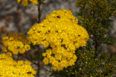 Verticordia chrysantha