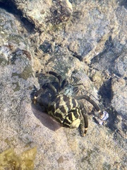 Clibanarius virescens