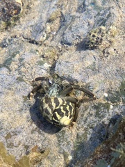 Clibanarius virescens