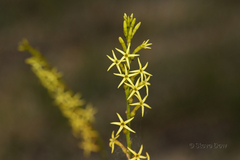 Tripterococcus brunonis