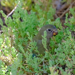Neophema petrophila