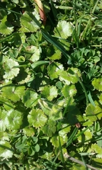 Hydrocotyle microphylla