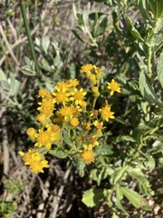 Senecio halimifolius