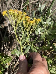 Senecio halimifolius