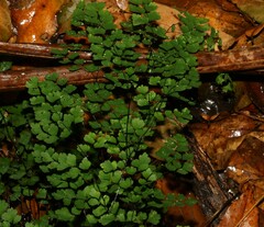 Adiantum atroviride