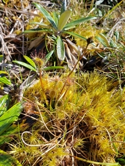 Drosera stenopetala