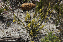 Tripterococcus brunonis