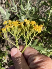 Senecio halimifolius