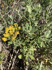 Senecio halimifolius