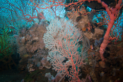 Melithaea ochracea