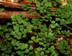 Adiantum atroviride