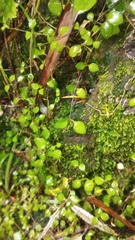 Stellaria parviflora