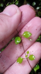 Stellaria parviflora