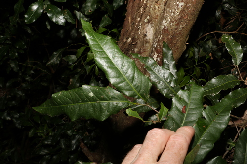Image of Elattostachys nervosa by (c) Greg Tasney, some rights reserved (CC BY-SA)