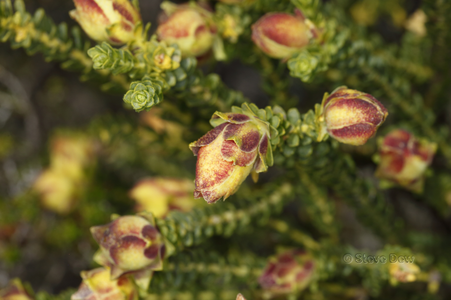 Geleznowia verrucosa