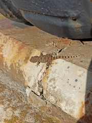 Tarentola mauritanica