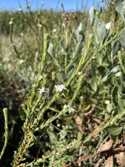Gnidia spicata
