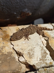 Tarentola mauritanica