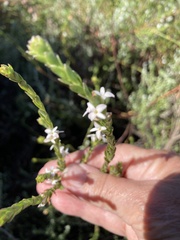 Gnidia spicata