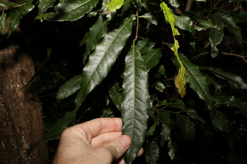 Image of Elattostachys nervosa by (c) Greg Tasney, some rights reserved (CC BY-SA)