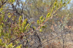 Acacia lysiphloia
