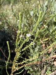 Gnidia spicata