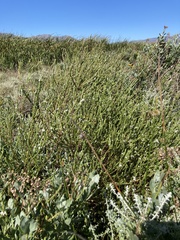 Gnidia spicata