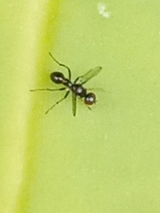 Acalyptratae
