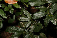 Heritiera trifoliolata