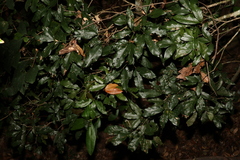 Heritiera trifoliolata