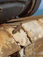 Tarentola mauritanica