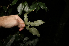 Heritiera trifoliolata