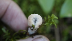 Hydnellum peckii